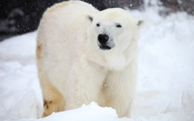 Polar Bear Dens Are Hard for Humans to See, but Drone-Mounted Radar Can Help